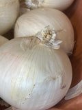 Onion - Large White