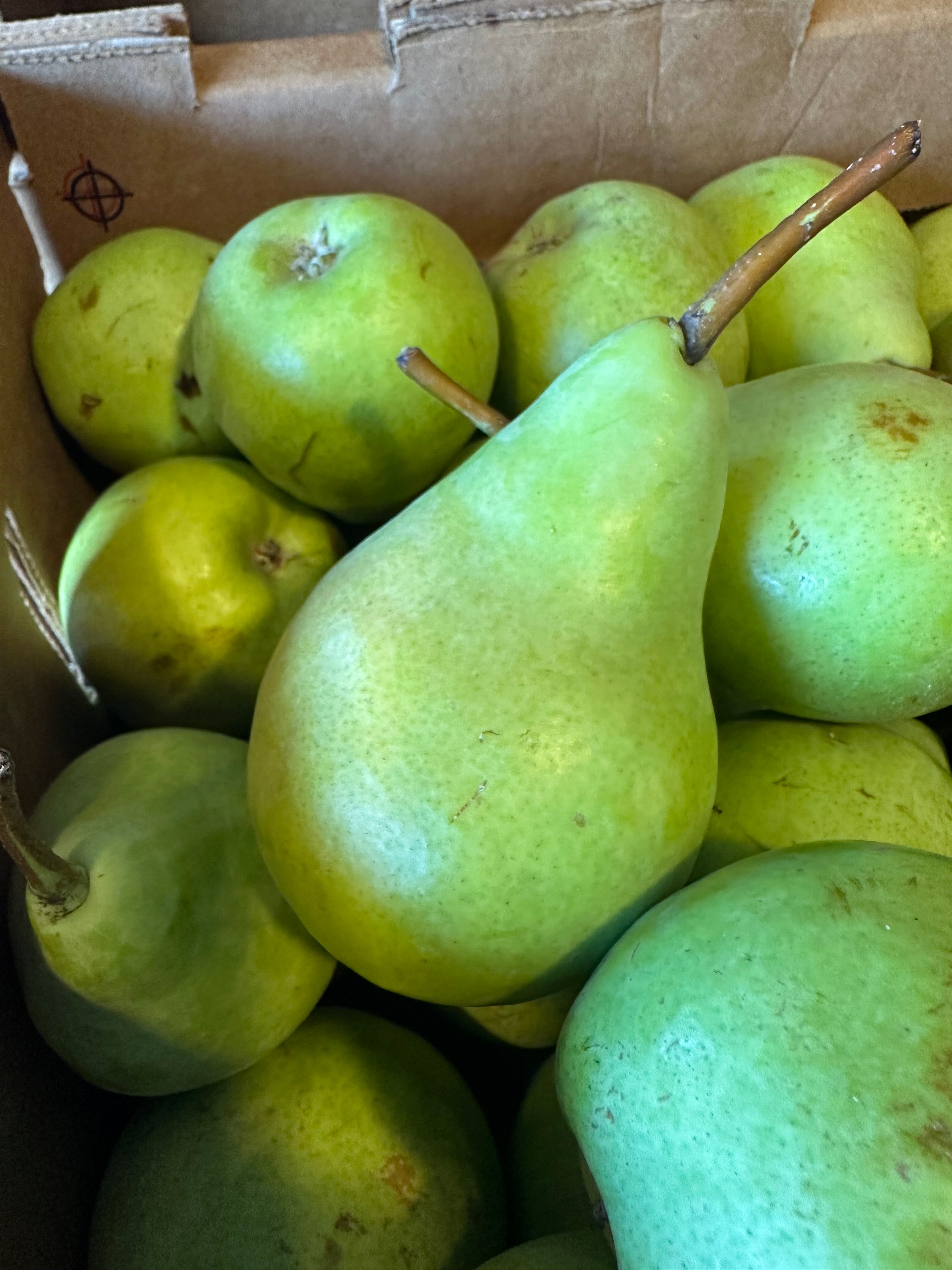 Pear - Sunrise