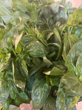 Basil