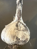 Garlic - black dirt