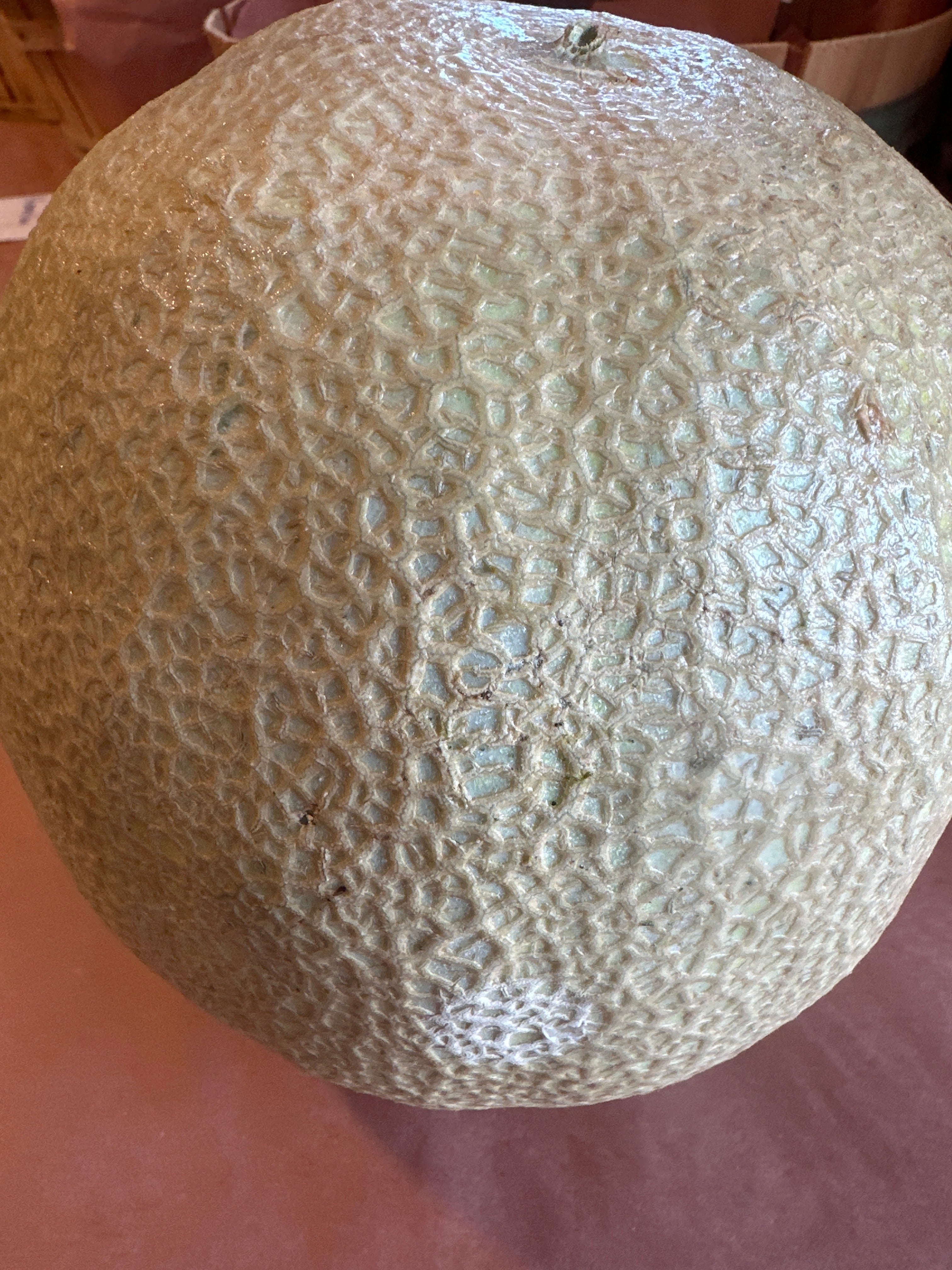 Melon - Cantelope