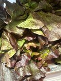 Lettuce - Red Leaf