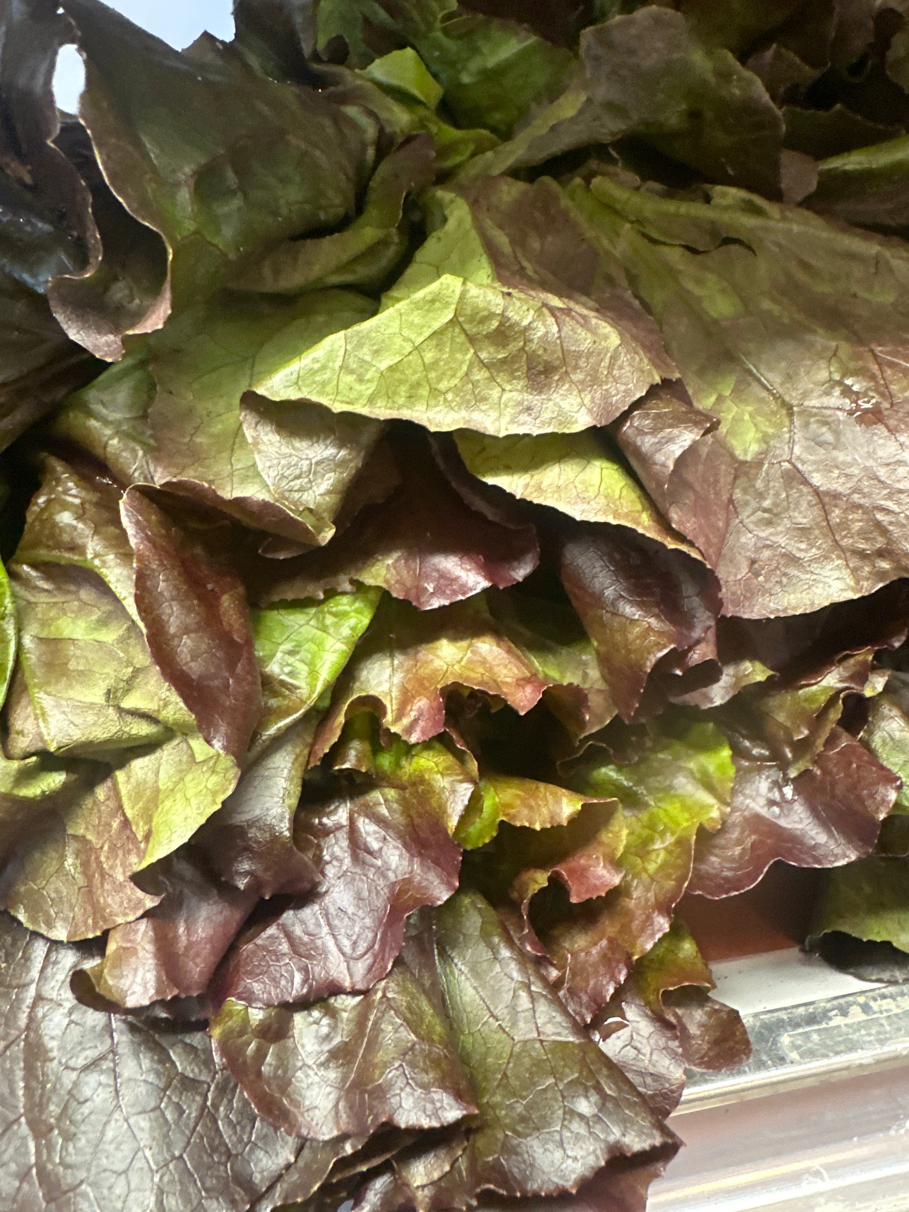 Lettuce - Red Leaf