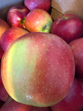 Apple - Crimson Crisp