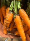 Carrot