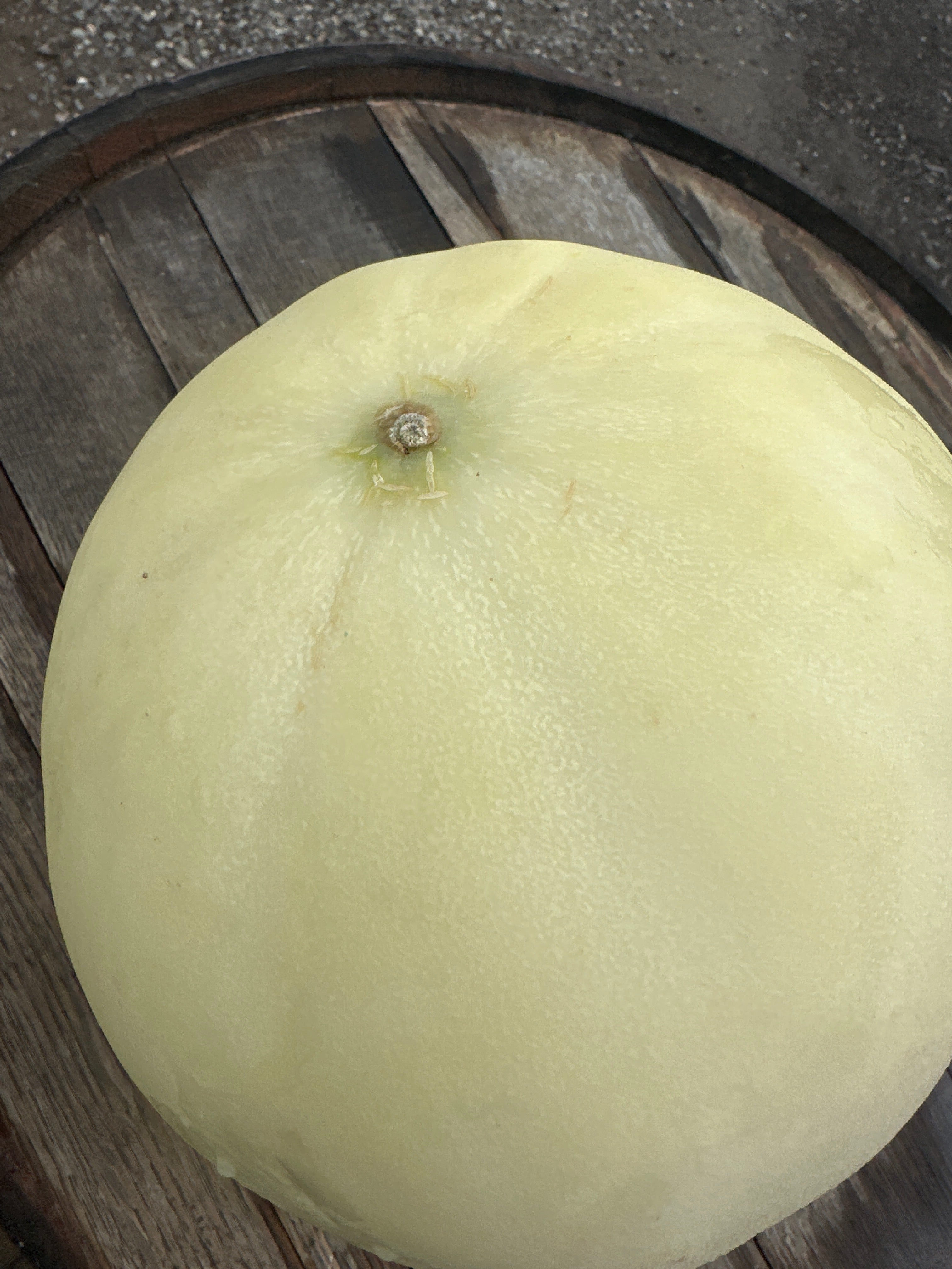 Sycamore Honeydew