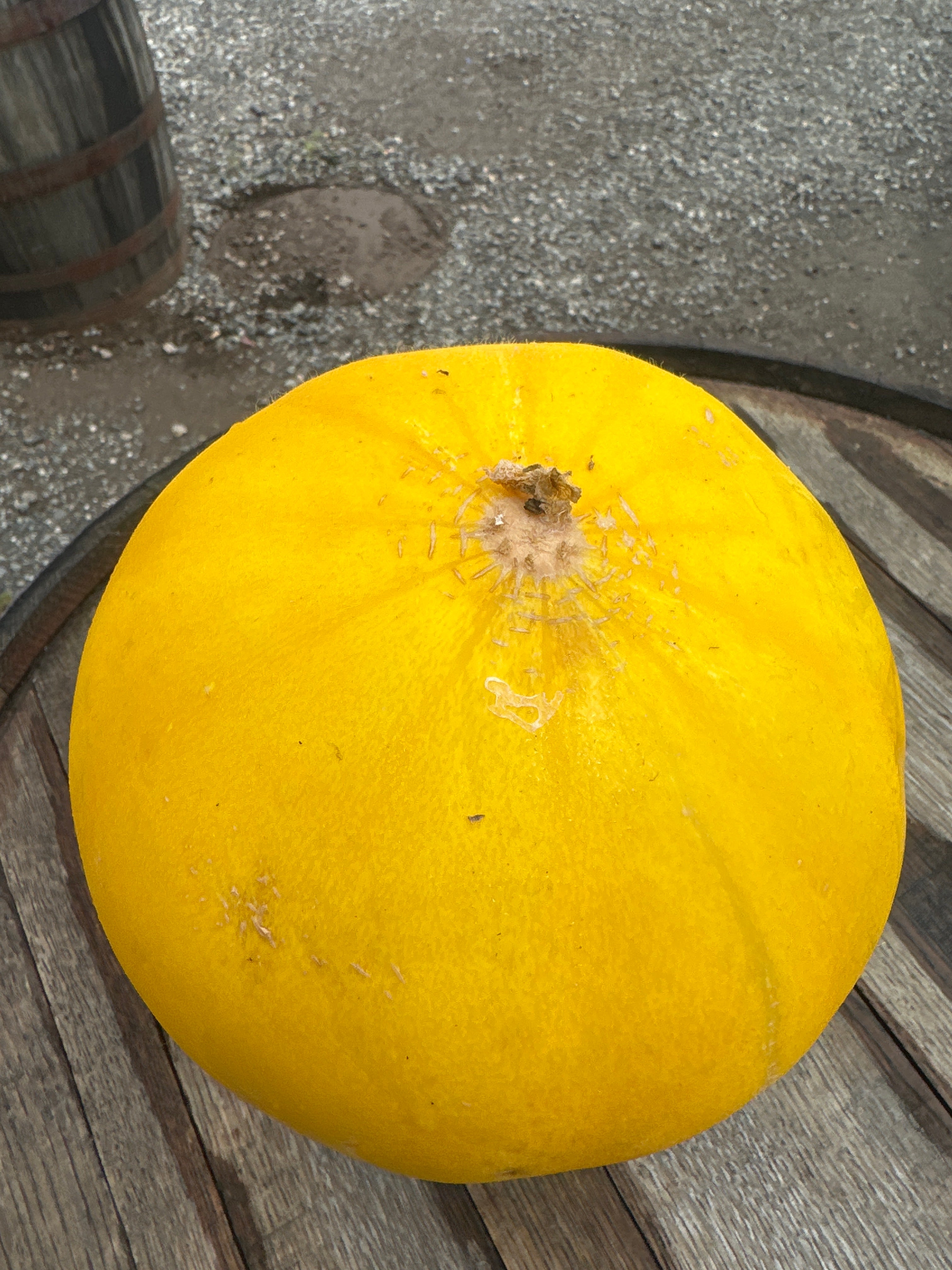 Extra Large Goldendew