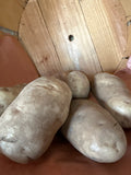 Russet Potato