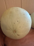 Melon - Extra Large Honedew