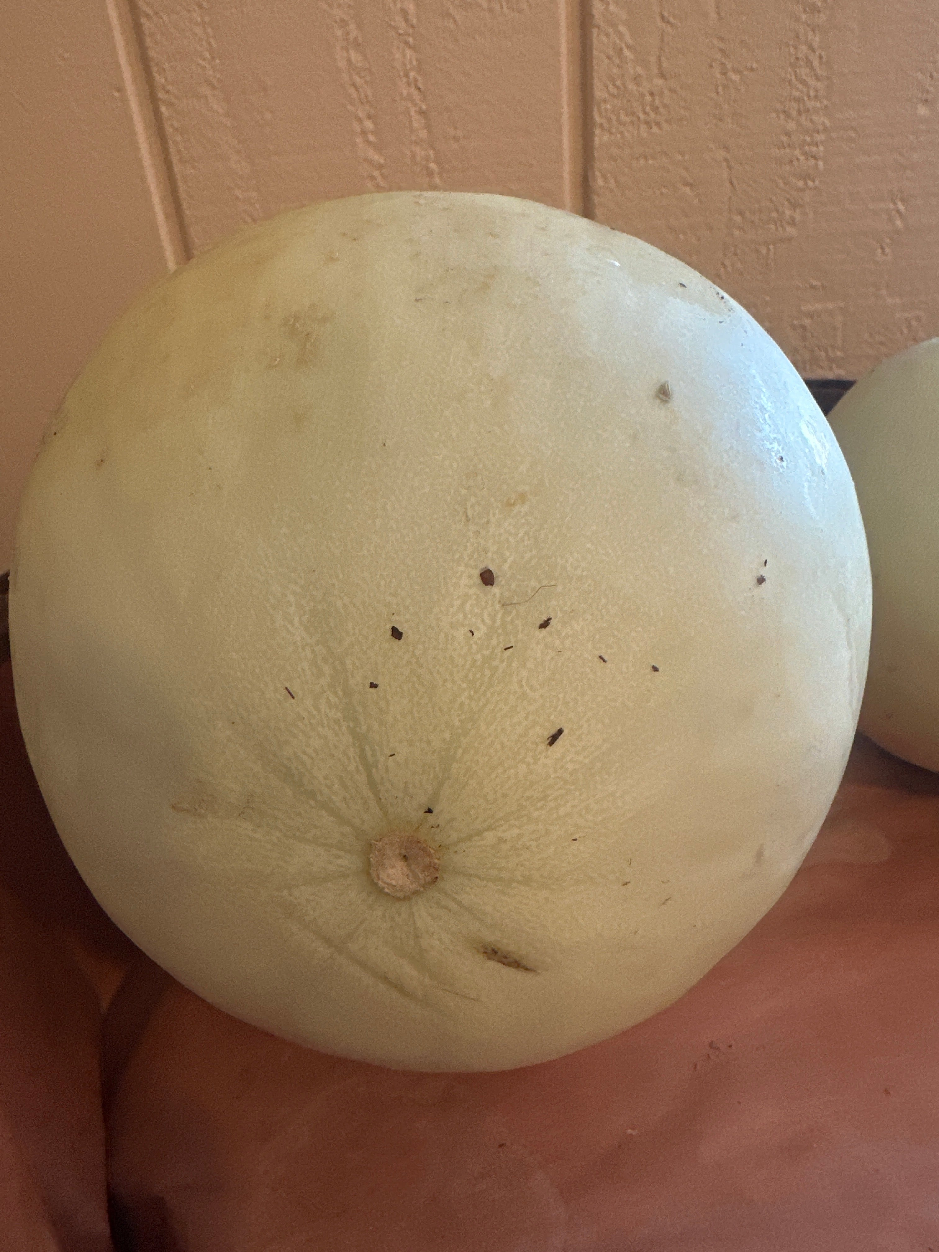 Melon - Extra Large Honedew