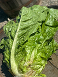Lettuce - Romaine