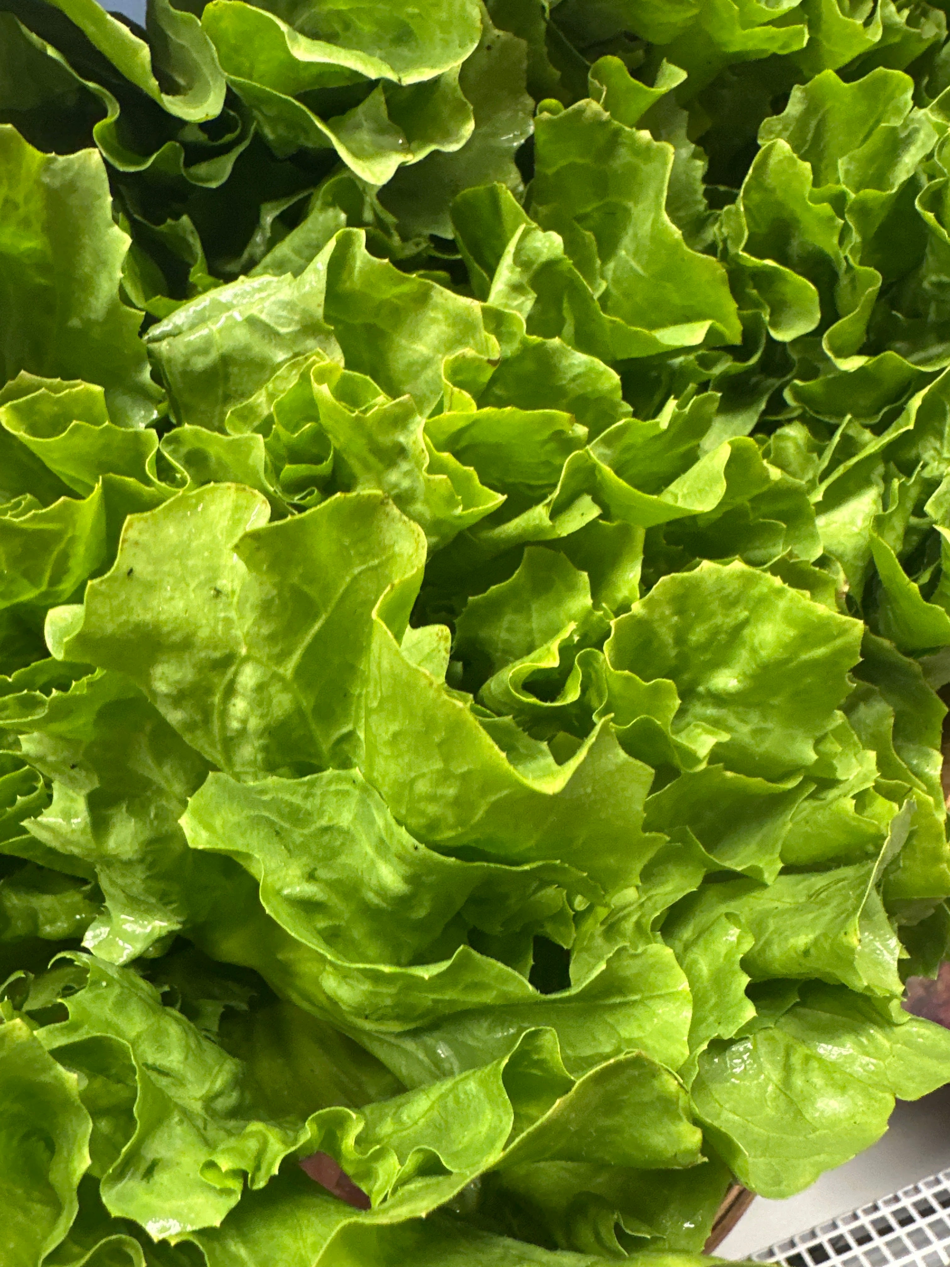 Lettuce - Escarole