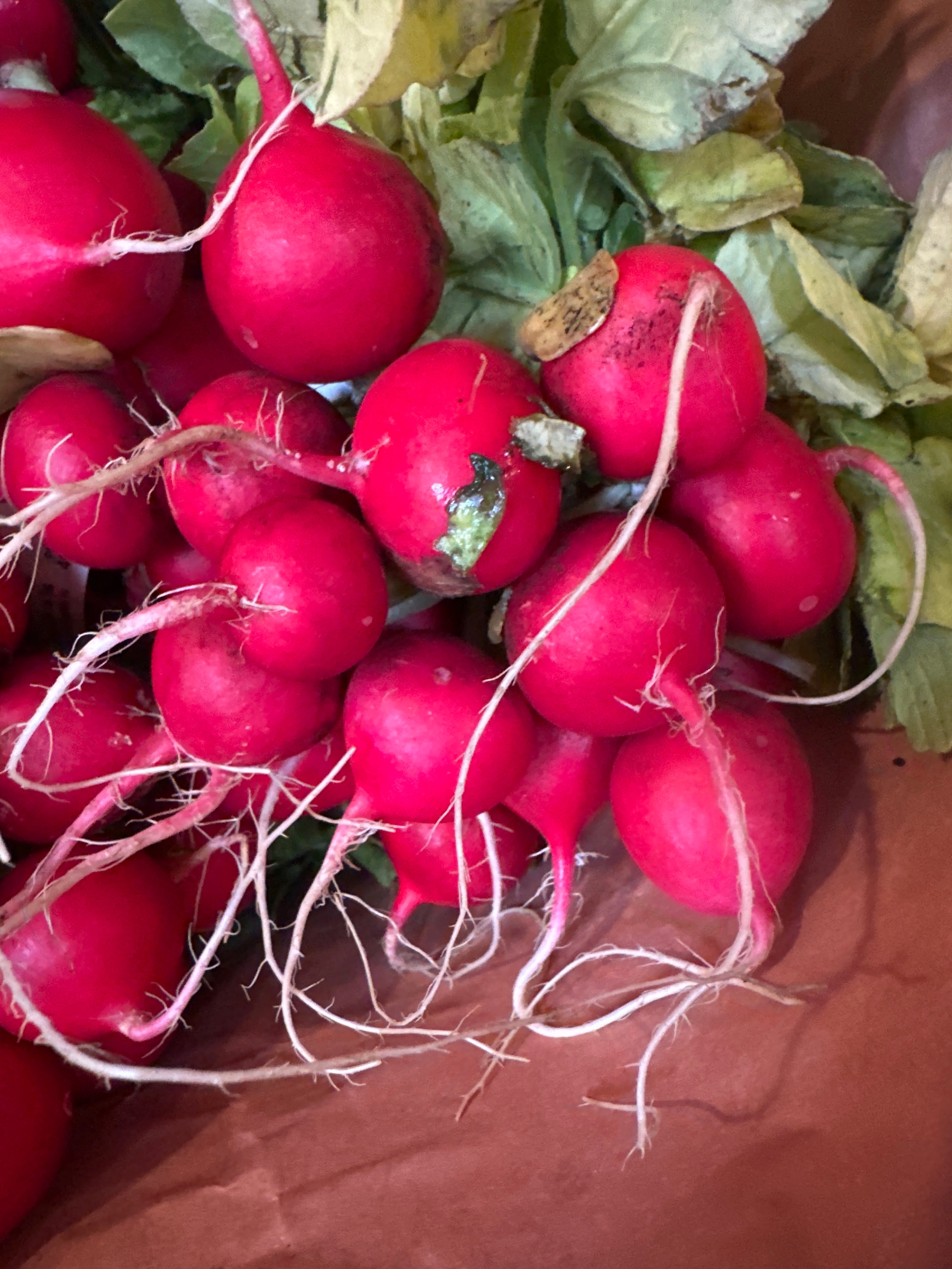 Radish