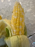 Corn - bi-color