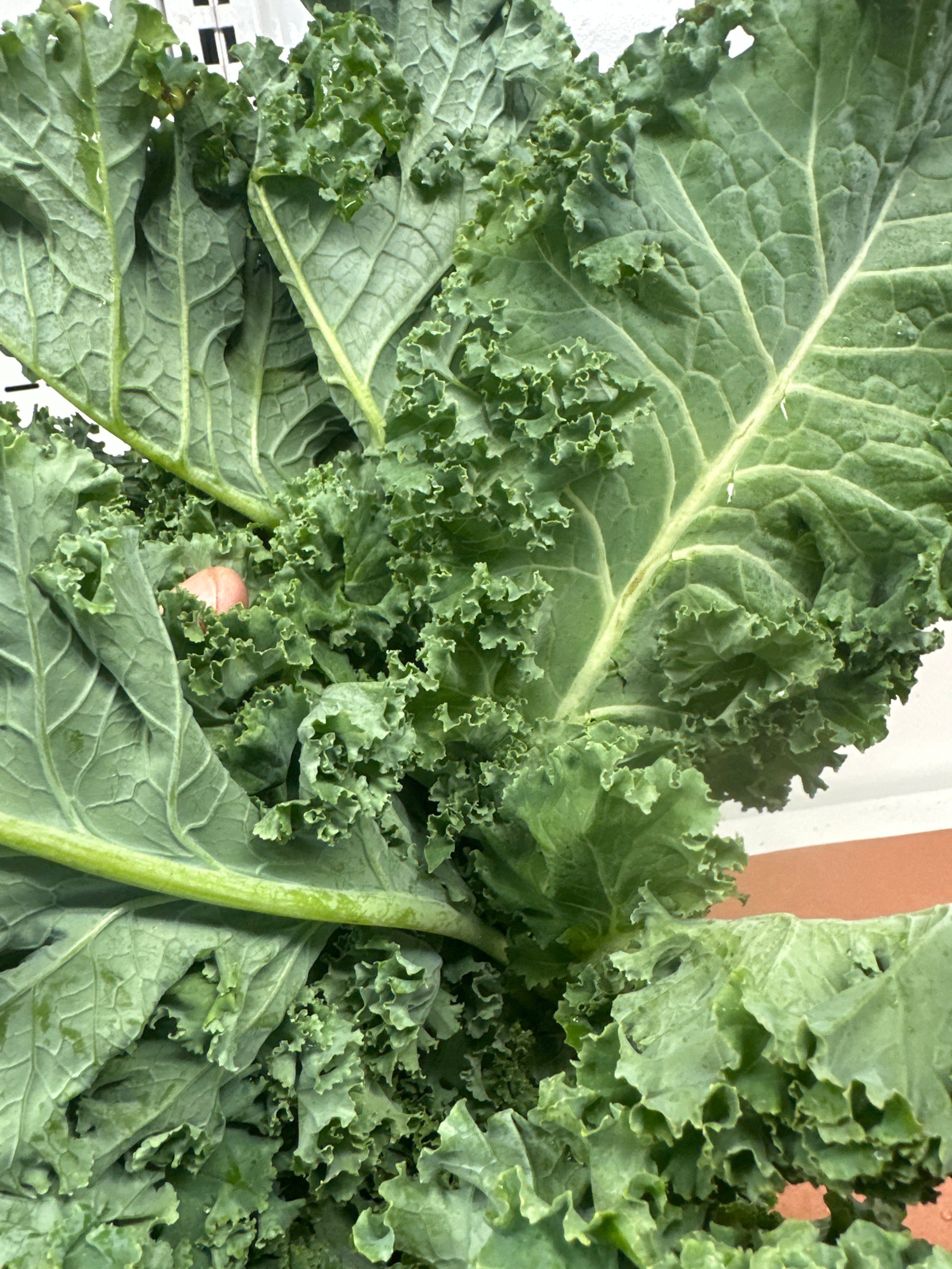 Kale