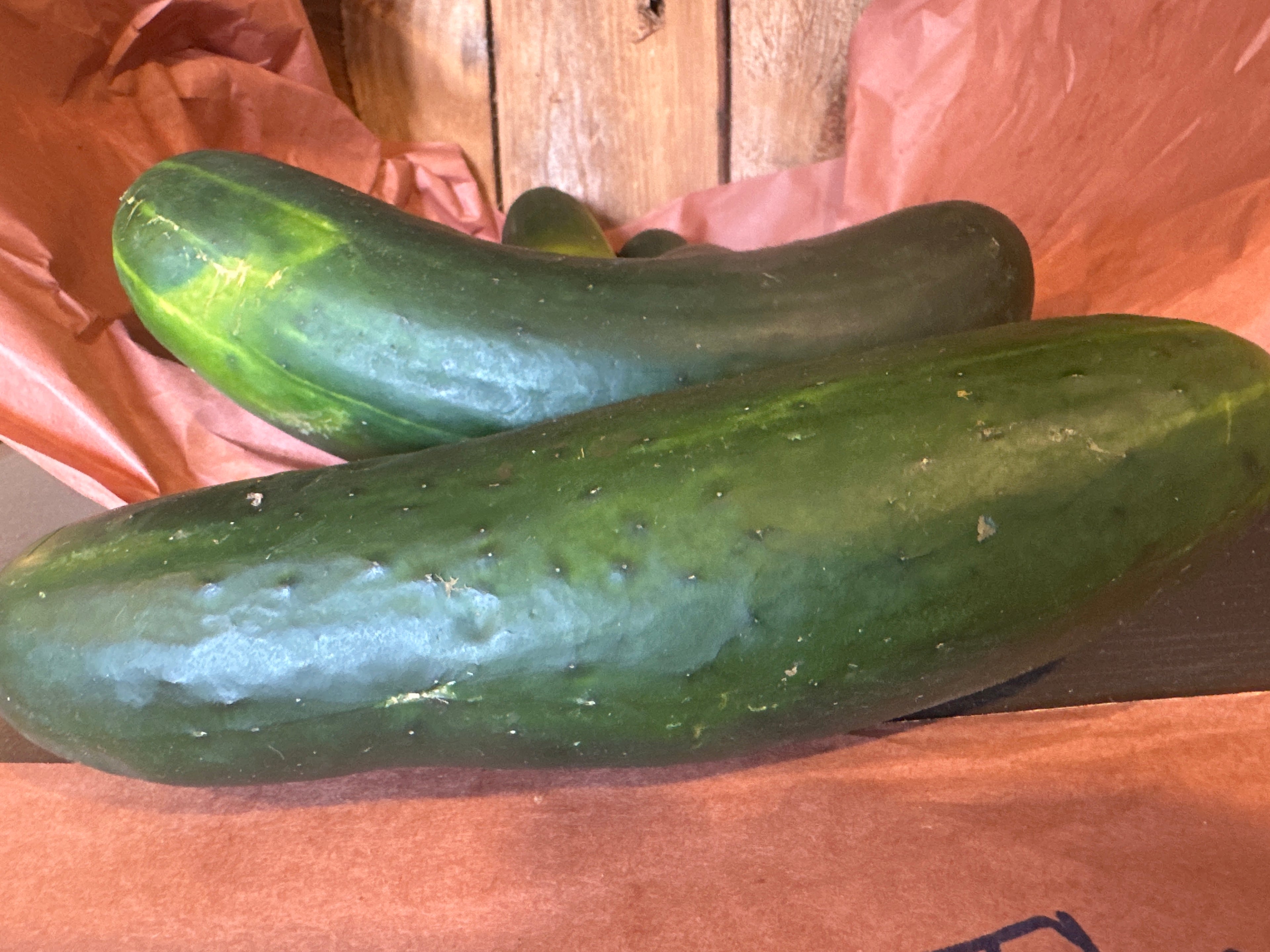 Cucumber