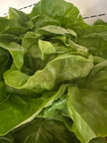 Lettuce - Boston
