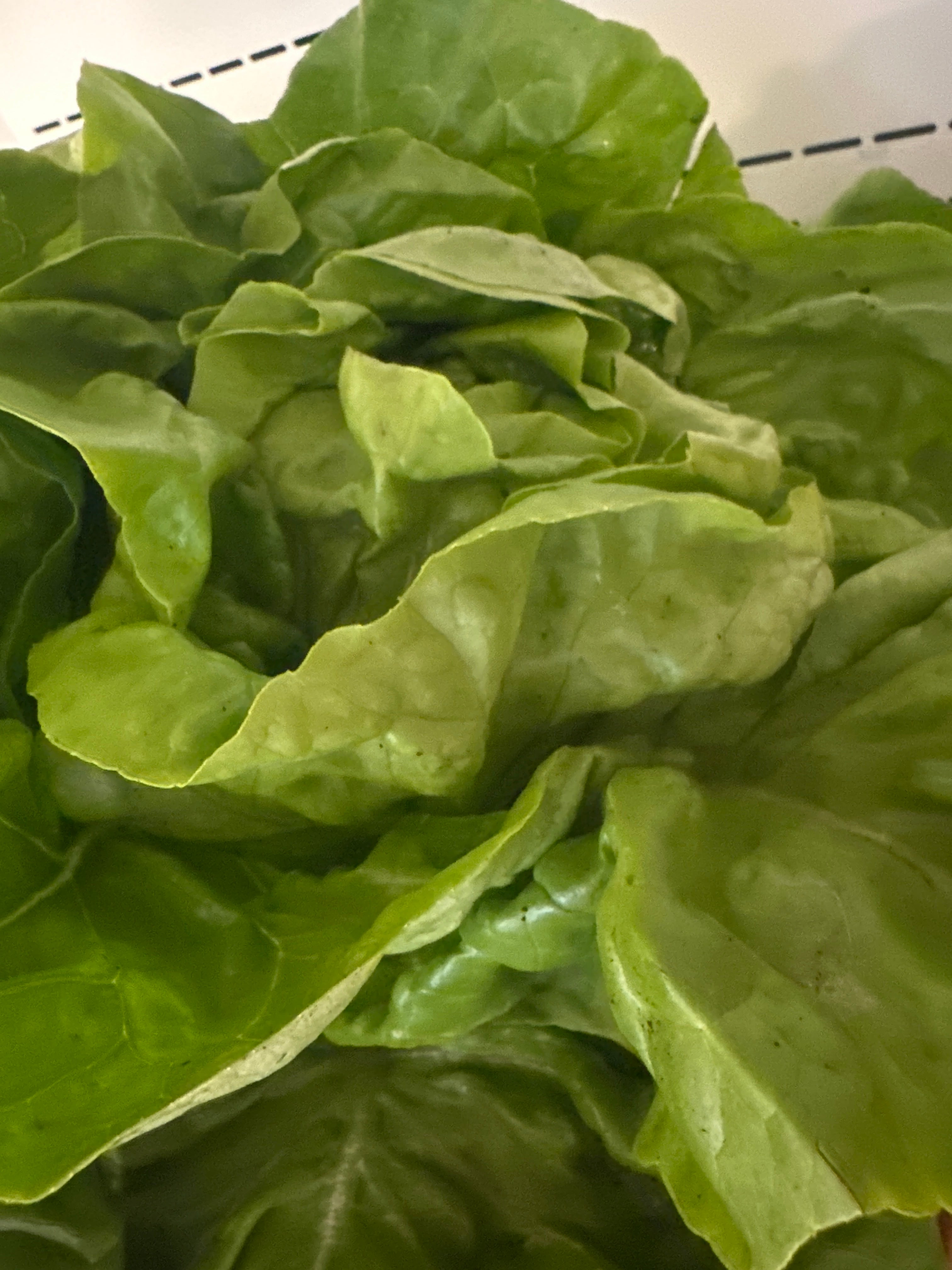 Lettuce - Boston