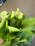 Arugula
