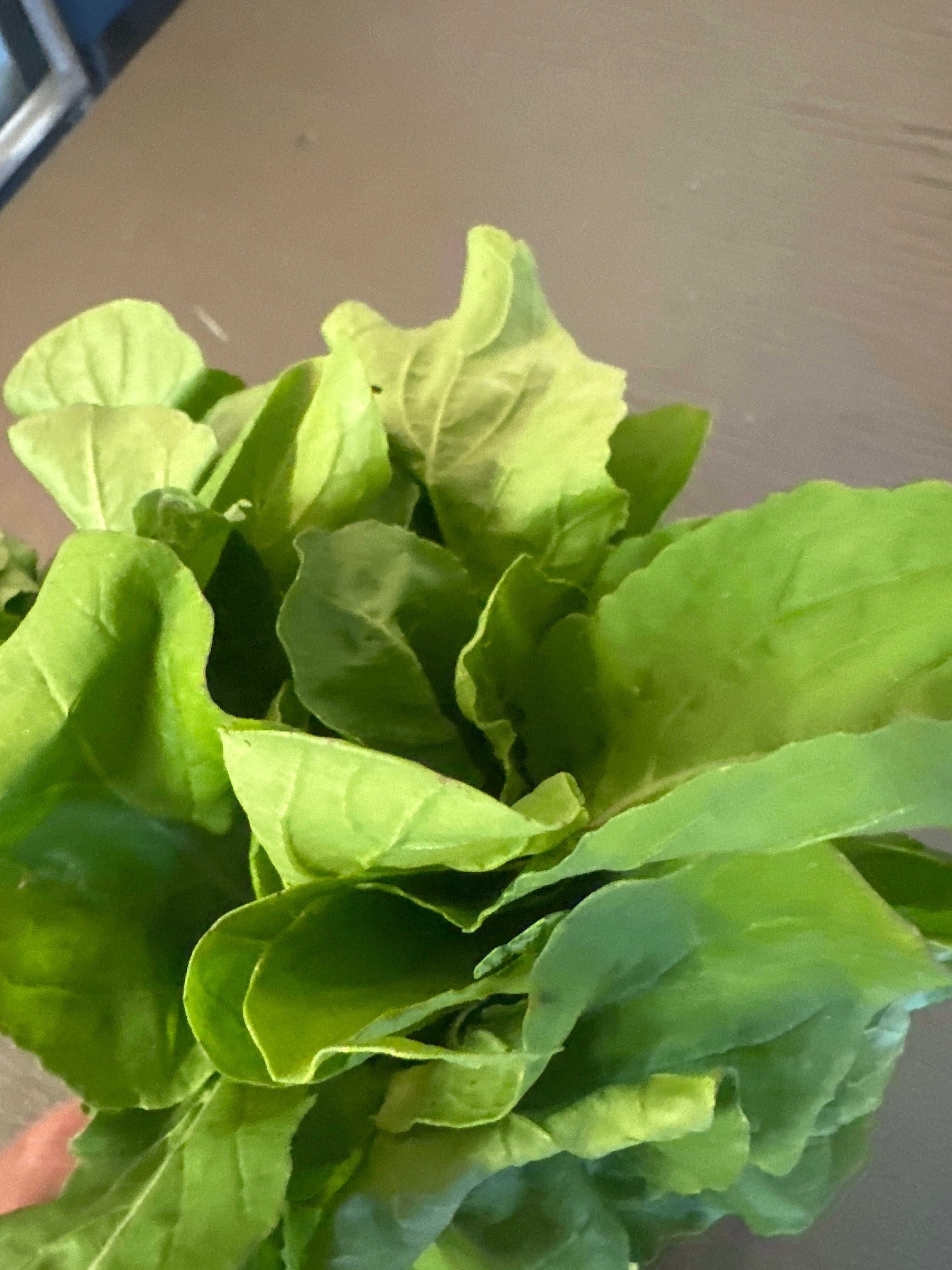 Arugula