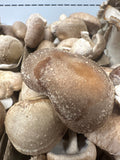 Mushroom - Shitake