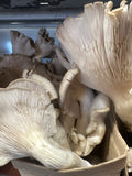 Mushroom - Oyster