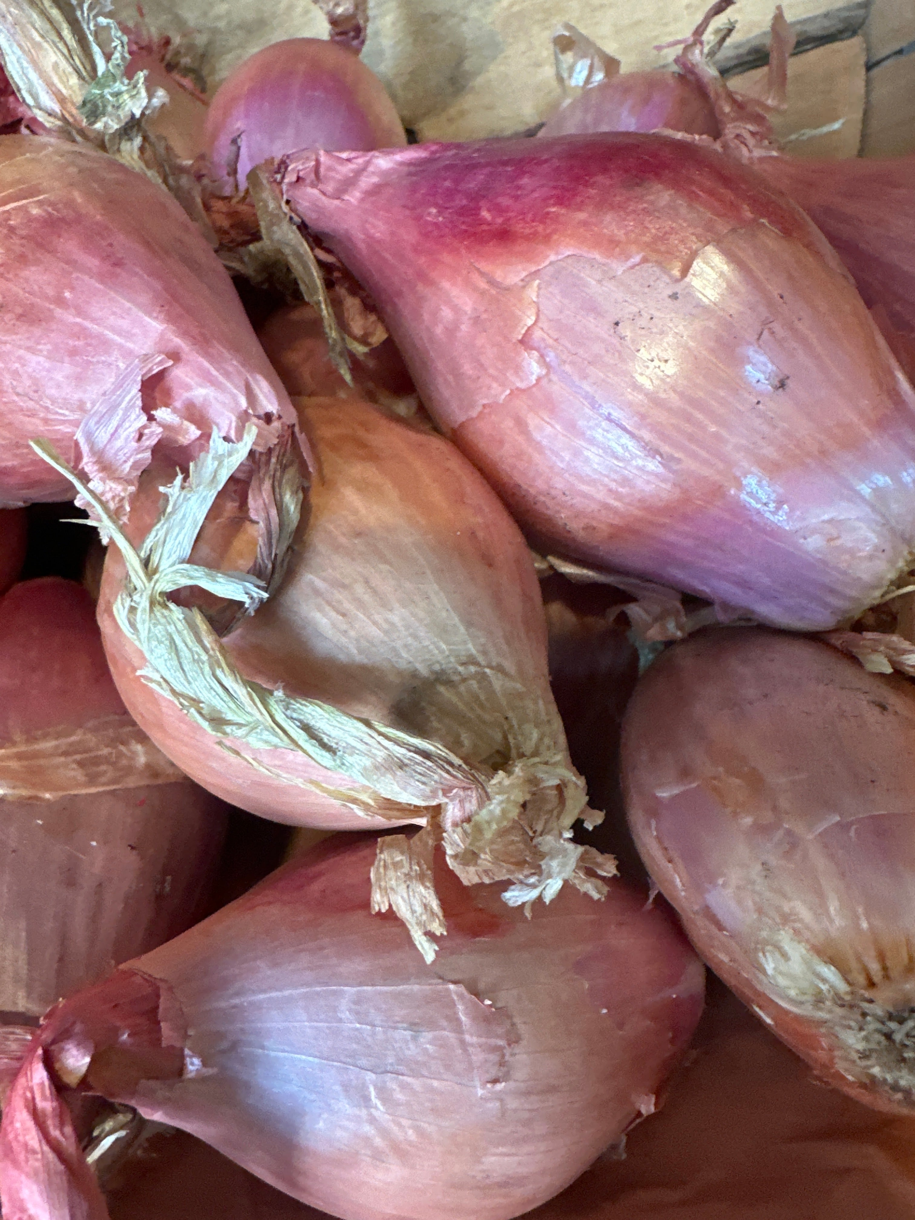 Shallot