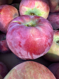 Apple - Cortland