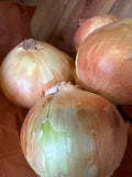 Onion - large yellow