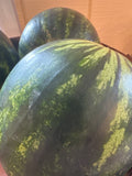 Watermellon mini seedless - organic