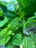 Mint