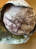 Cabbage - Purple